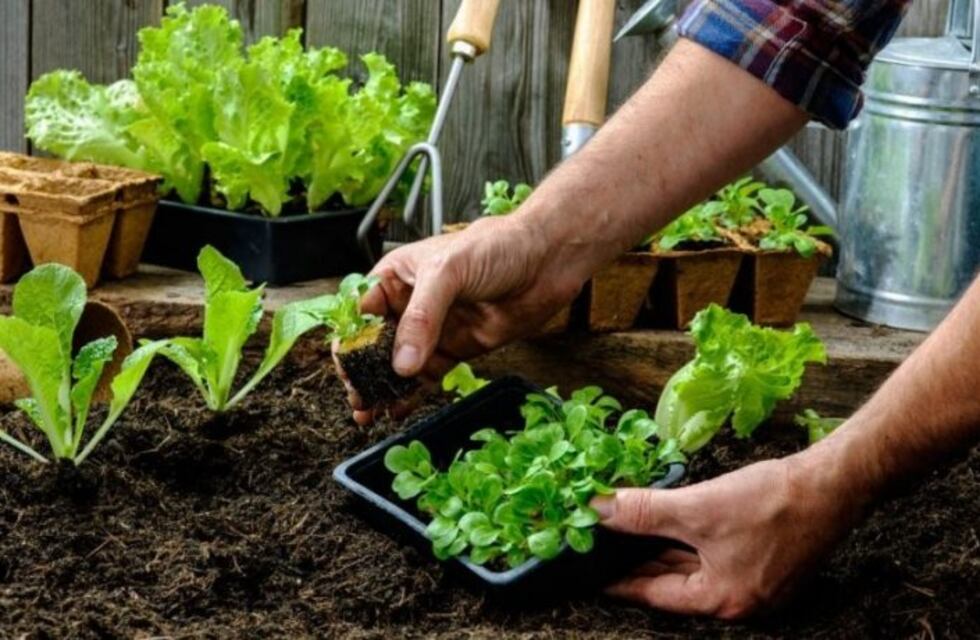 Cómo ahorrar dinero en verduras en Córdoba: entregarán semillas gratis para armar una huerta en casa