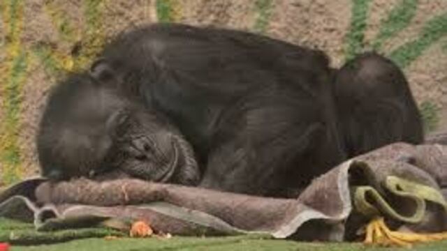 Este viernes se espera la declaraciu00f3n del mu00e9dico veterinario Josu00e9 Emilio Gasull, quien daru00e1 a conocer su experiencia sobre el santuario de Sorocaba.