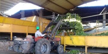 Trabajo de secado de la yerba mate para que se convierta en canchada y luego vaya a un segundo proceso en el molino yerbatero\u002E (CIMECO)