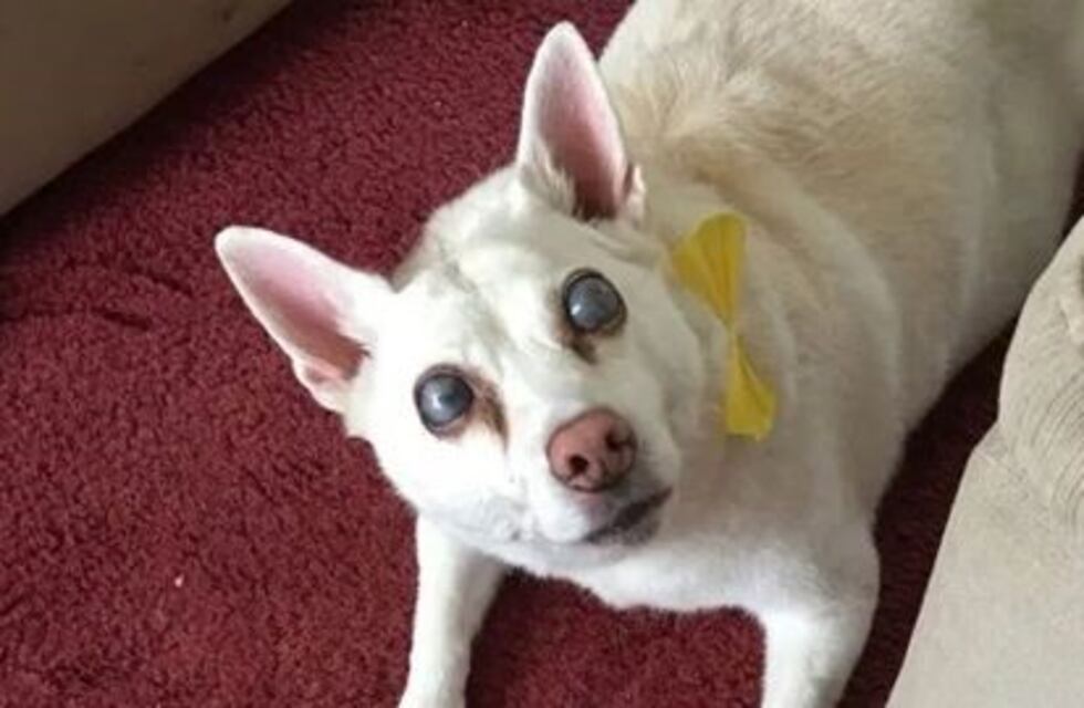 Una perra quedó ciega luego de un espectáculo de fuegos artificiales