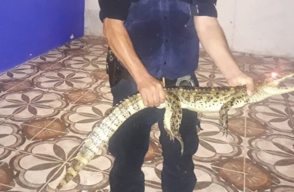 Invasión de yacarés: luego de las lluvias los animales comenzaron a entrar a las casas