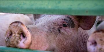 Entrega de cerdos con mejor genética