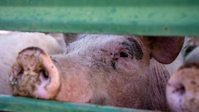 Entrega de cerdos con mejor genética