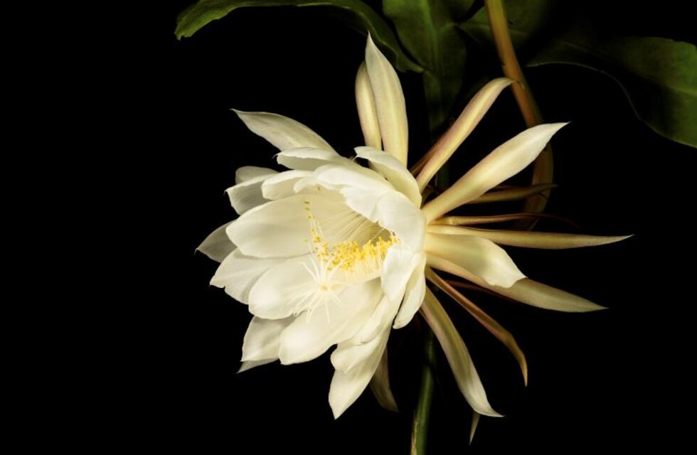 Cartas a Guillermo #868