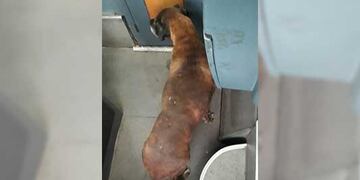 La perrita se subió en el colectivo en Villa María y terminó bajando en la terminal de Luján, en Buenos Aires\u002E (Fotos Facebook)