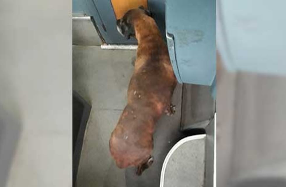 La increíble historia de la perrita que "viajó" de Villa María a Luján y no tenía dueño