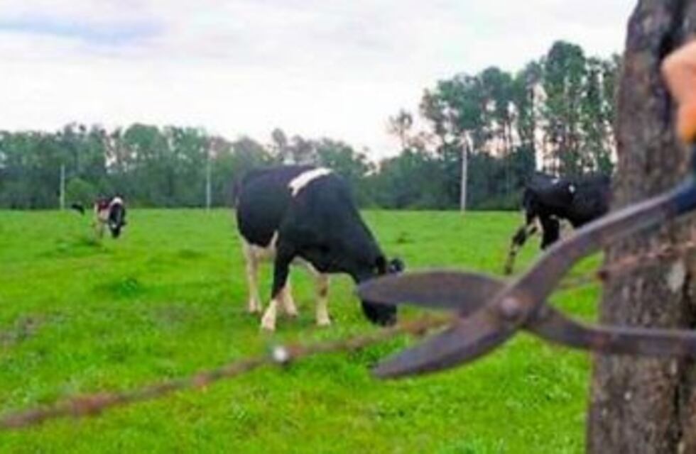 Entraron a su campo en La Toma y le faenaron siete animales