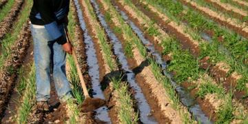 Se sembraron 360\u002E900 hectáreas de maíz en Entre Ríos, el mayor registro de los últimos 18 años