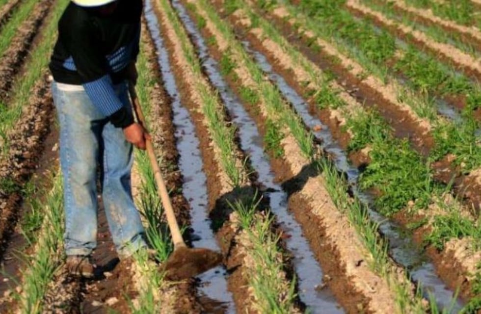 Se sembraron 360.900 hectáreas de maíz en Entre Ríos, el mayor registro de los últimos 18 años