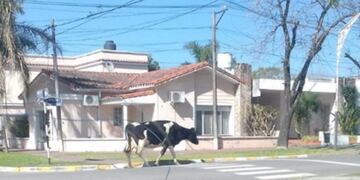 Vecinos de Entre Ríos se sorprendieron al ver a una vaca caminando por plena ciudad
