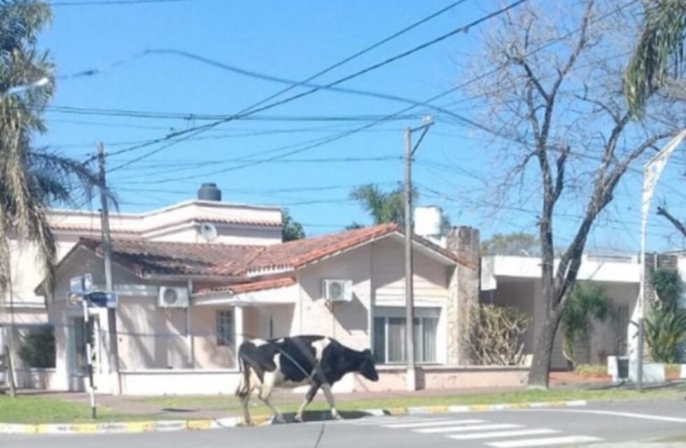 Vecinos de Entre Ríos se sorprendieron al ver a una vaca caminando por plena ciudad