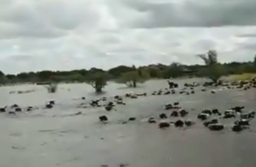 Inundación en el norte santafesino: así son arrastradas las vacas por la correntada