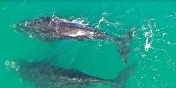 Un fotógrafo de Las Grutas aprovechó la cuarentena para tomar fotos a delfines y ballenas