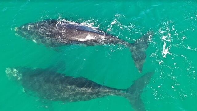 Un fotógrafo de Las Grutas aprovechó la cuarentena para tomar fotos a delfines y ballenas