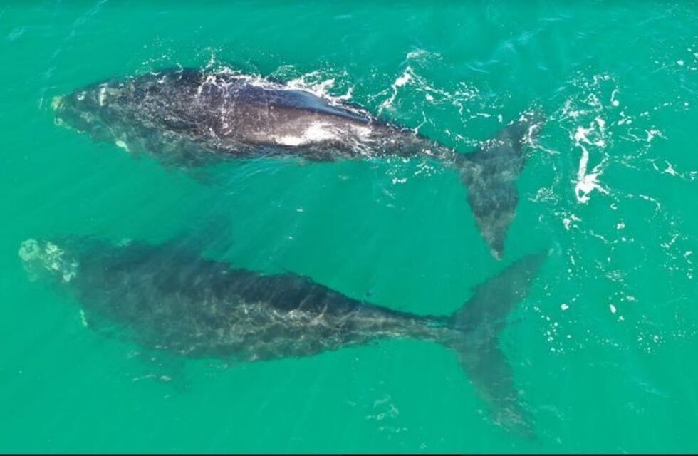 Un fotógrafo de Las Grutas aprovechó la cuarentena para tomar fotos a delfines y ballenas