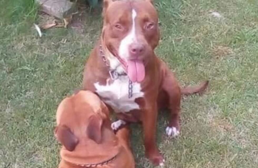 Carlos Paz: los perros que atacaron a una vecina en barrio Becciú fueron enviados a los caniles municipales.