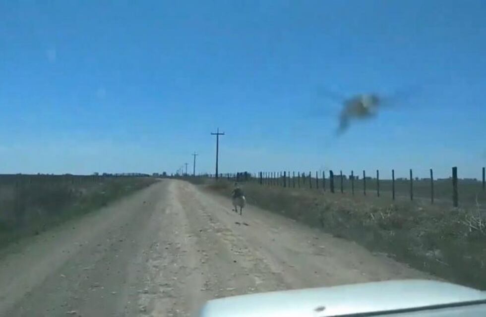 Video: grabaron a un ñandú corriendo a 55 km/h entre Rauch y Tandil