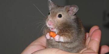 Un hombre deberá pagar una multa y cumplir una pena de tres años sin mascotas por matar a su hámster