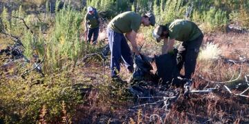 Imagen ilustrativa de poda (Foto: Gobierno del Chubut)\u002E