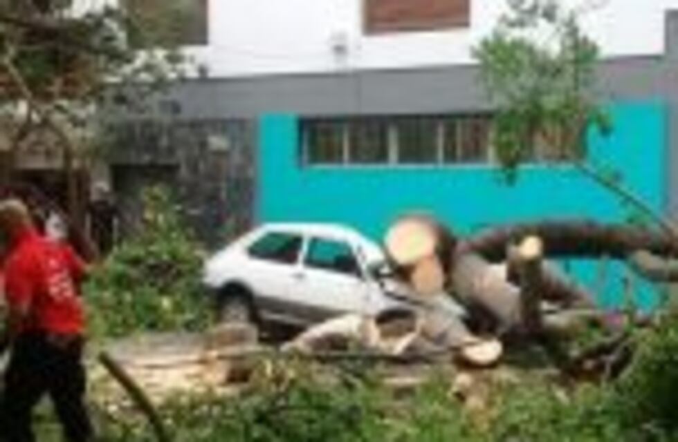 Se cayó un árbol y destrozó un auto