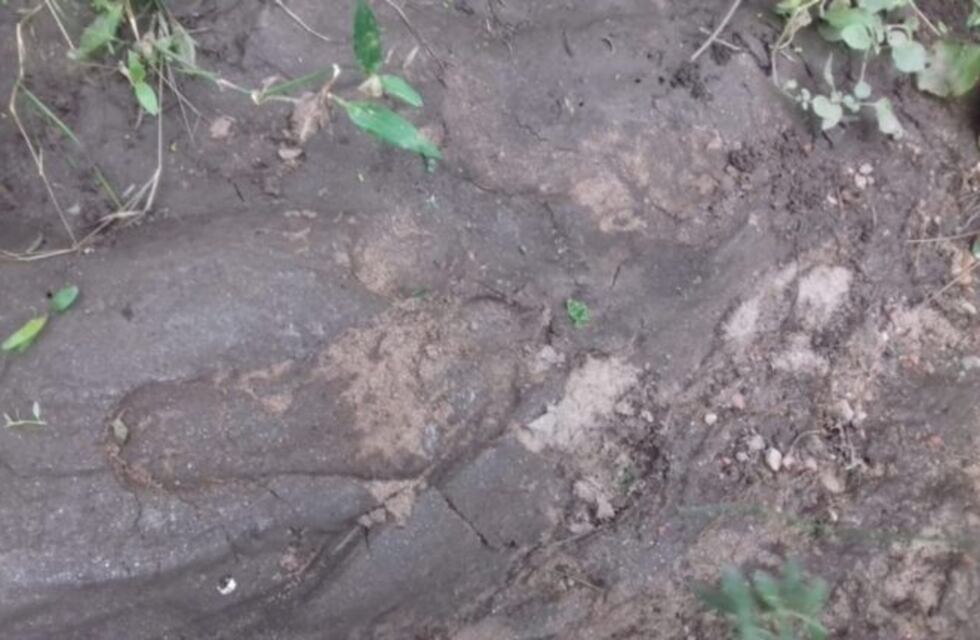 La Policía de San Luis descartó la existencia de un gorila en Quines