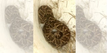 Falsa yarará encontrada en Villa de Merlo\u002E