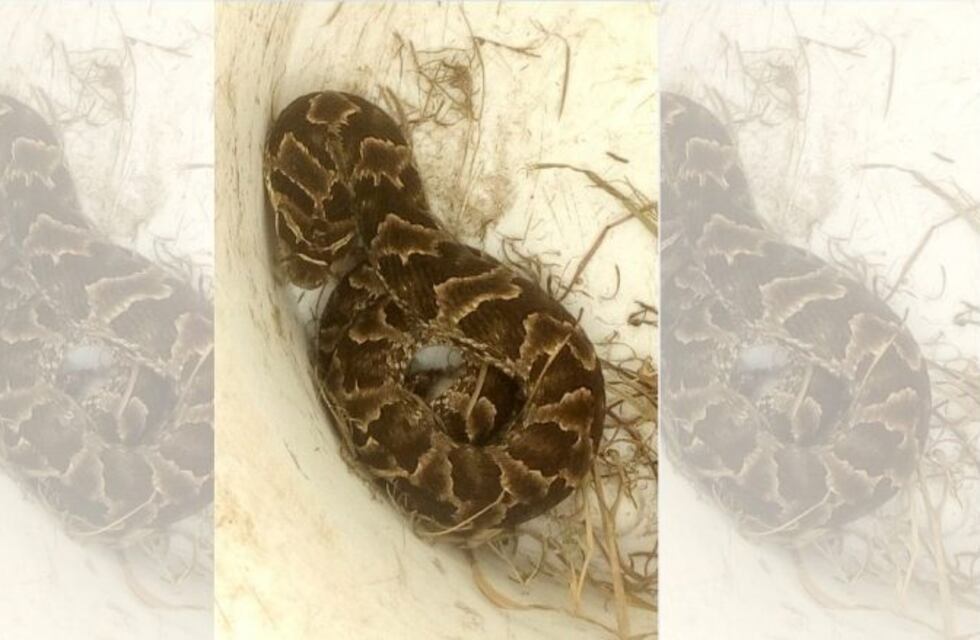 Villa de Merlo: encontraron una serpiente en una escuela