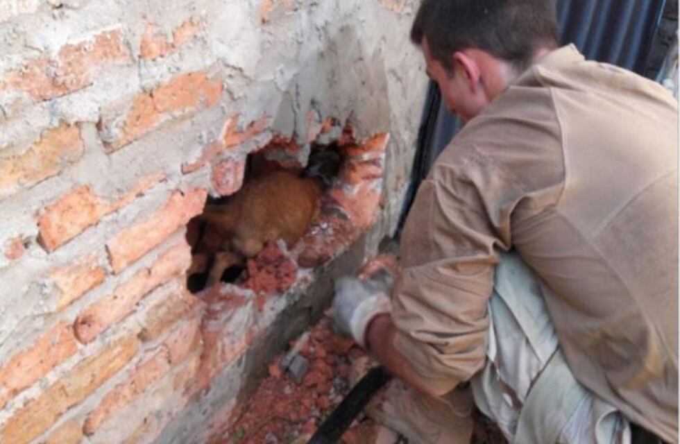 Rescataron a un perro atrapado entre los muros de una casa