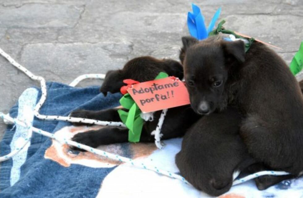 La Muni organiza una nueva jornada de adopción de mascotas