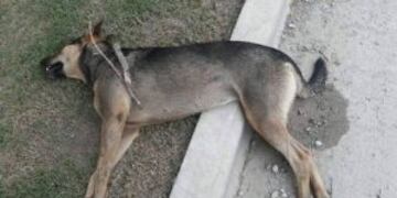 Carrilobo estu00e1 conmocionada por el hecho.