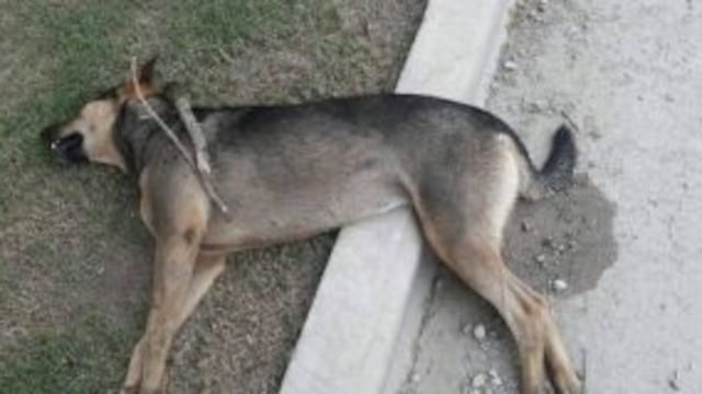 Carrilobo estu00e1 conmocionada por el hecho.