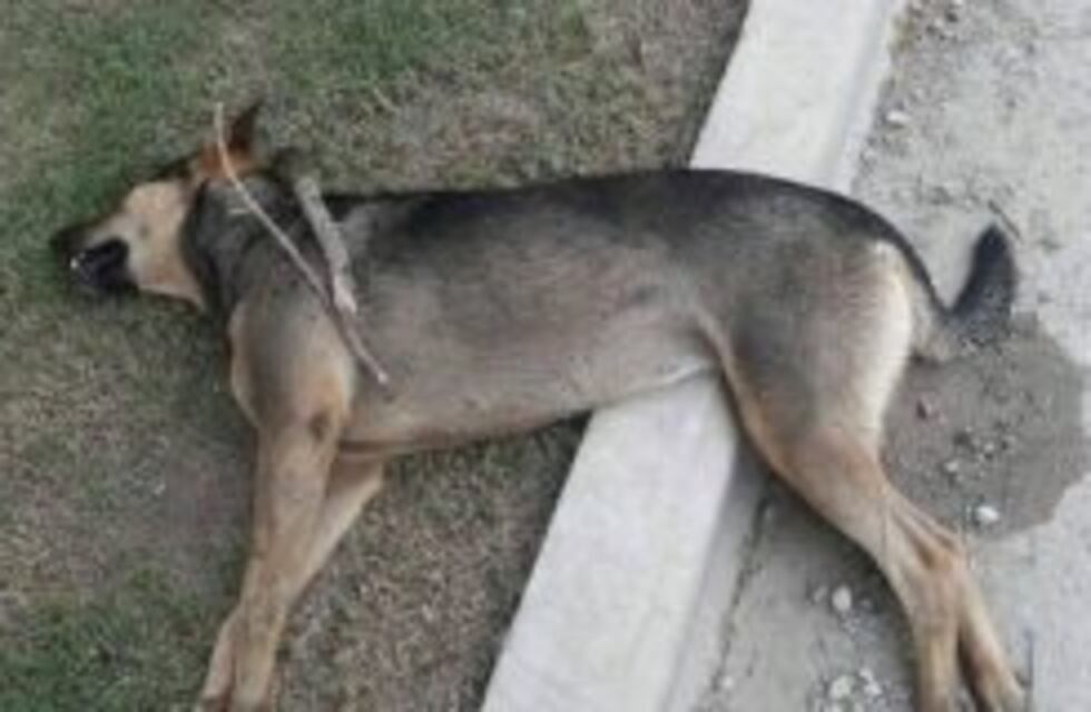 Córdoba: Matan a 40 animales en refugio