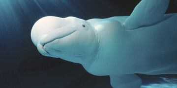 (AP Photo/John G\u002E Shedd Aquarium via Mystic Aquarium, Keith Pamper)