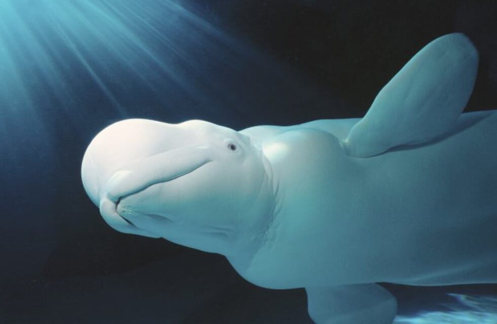 Se le cayó el teléfono al mar y se lo devolvió una beluga