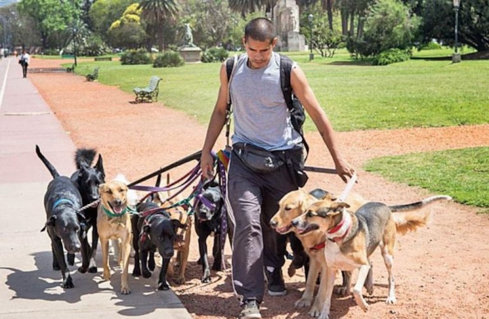 Impulsan la creación de un carnet habilitante para paseadores de perros