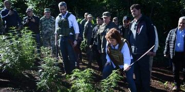 Bullrich cortó a los machetazos unas plantas de marihuana