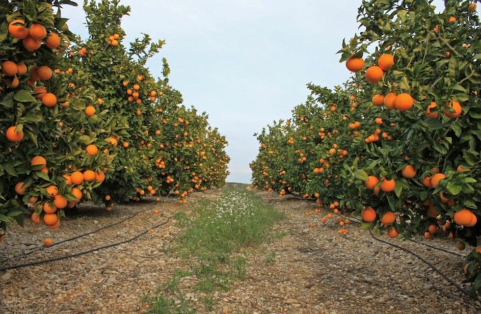 Se creó la Mesa Citrícola para sostener la producción y el empleo del sector