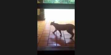 Filmaron a un puma en el Parque Nacional Iguazú del lado brasilero