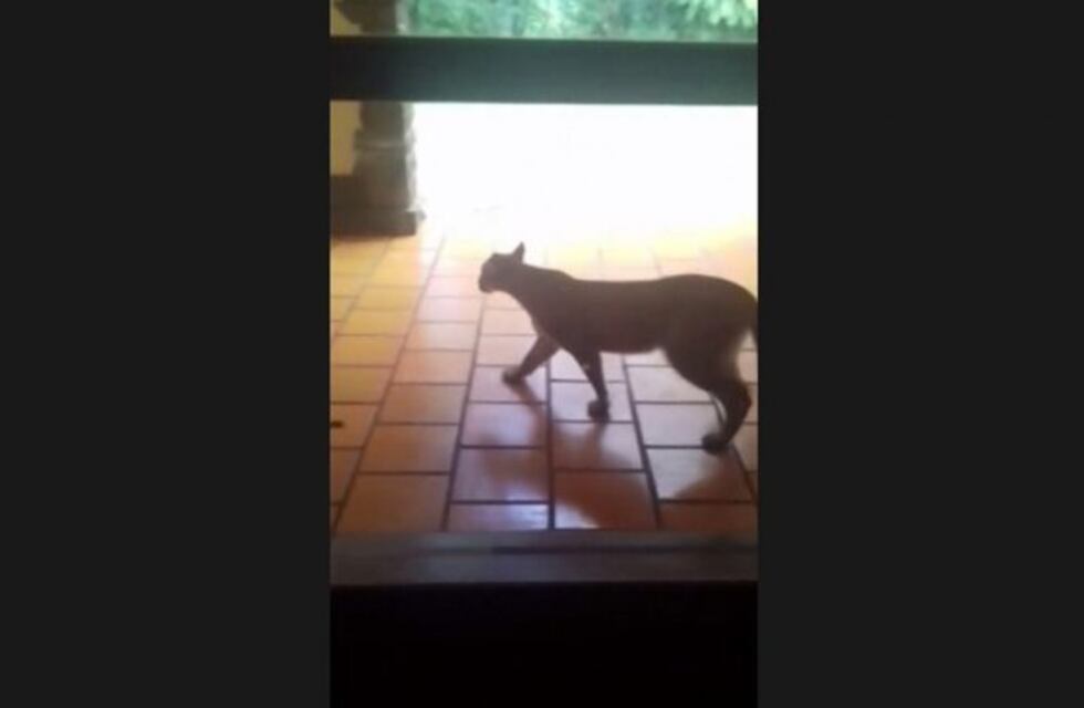 Filmaron a un puma en el Parque Nacional Iguazú del lado brasilero