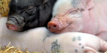 BFA004 LAGENWOLMSDORF (ALEMANIA) 12\u002E06\u002E09 Tres cerditos nacidos hace dos días, descansan en el zoo de Langenwolmsdorf cerca de Stolpen, en Sajonia (Alemania), el 10 de junio de 2009\u002E EFE/Matthias Hiekel\r\n\r\n LAGENWOLMSDORF alemania  cria recien nacida de cerdos chanchos cerditos zoologico animales bebe recien nacido nacidos