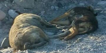 Matanza de perros y zorros\u002E
