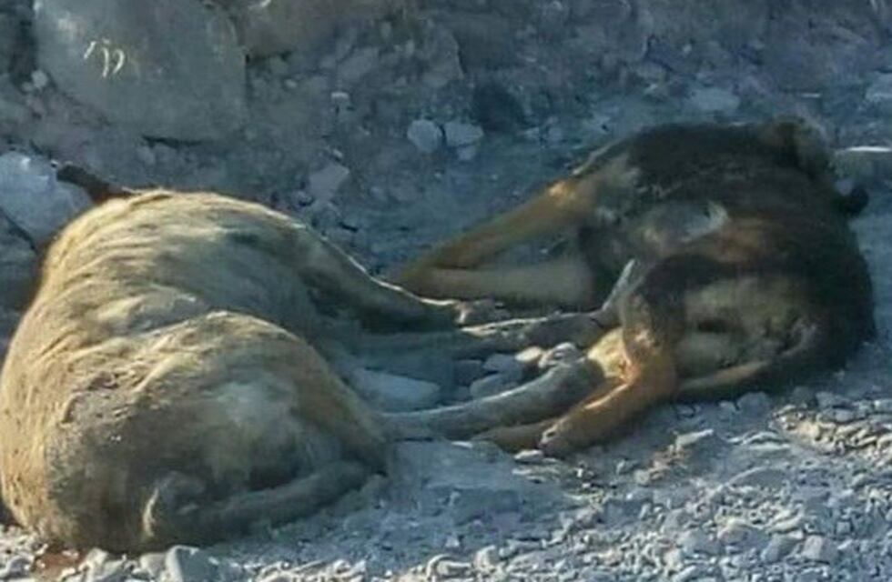 Una matanza de animales casi se cobra la vida de un niño en San Juan