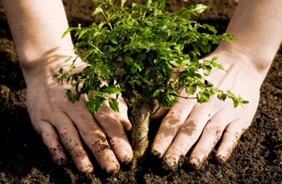 Punta Alta: "Plantarán un árbol en homenaje al General San Martín"