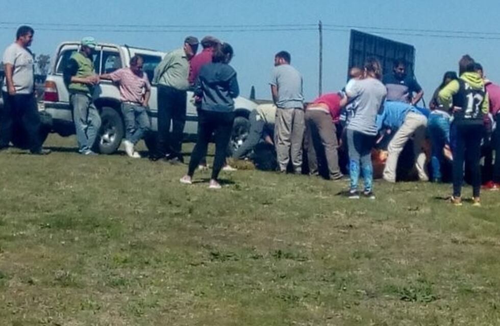 Entre Ríos: volcó un camión y los vecinos carnearon cuatro vacas