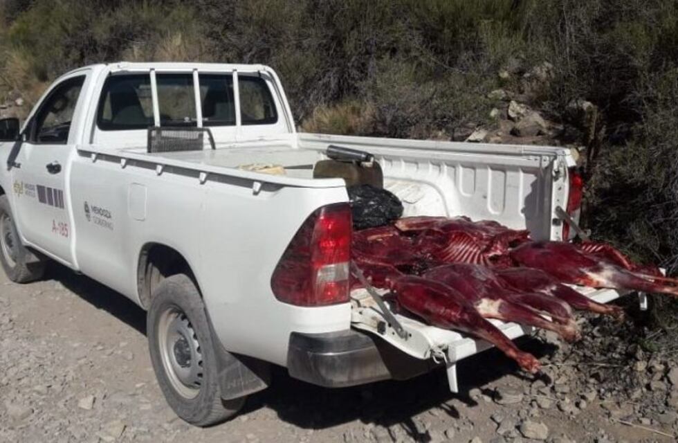 Detienen a empleados de Vialidad con guanacos faenados en una camioneta oficial