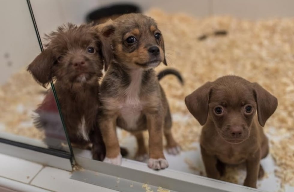 Santa Fe prohibió la exhibición de mascotas para la venta