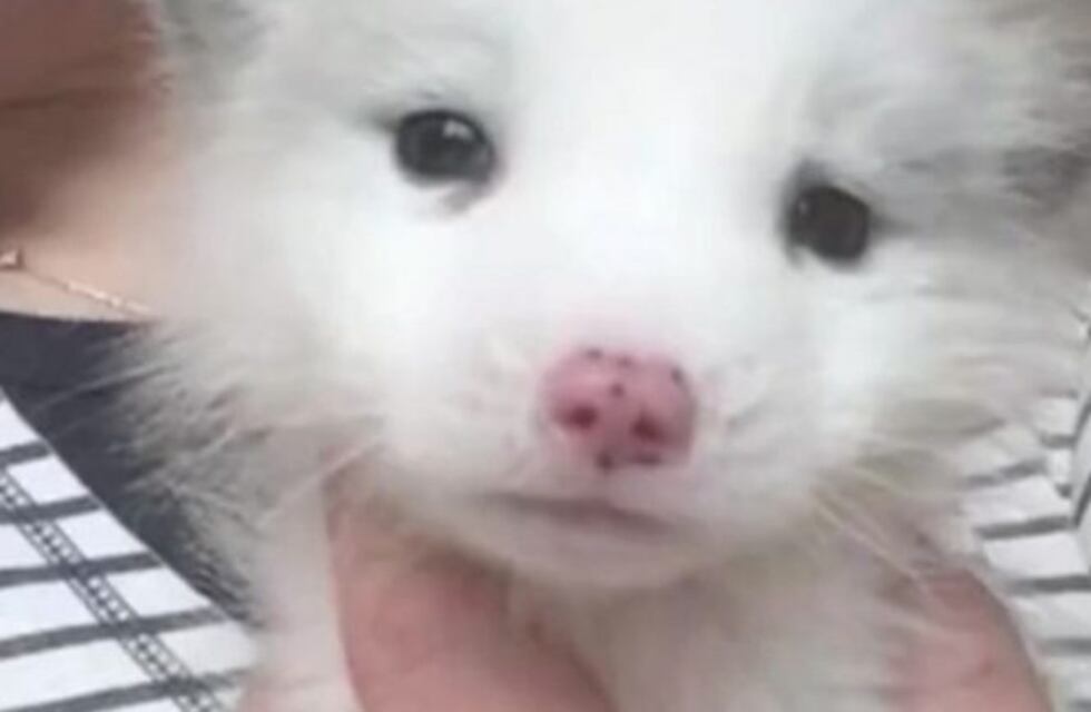 Había comprado un perro pero con el tiempo se dio cuenta que era un zorro