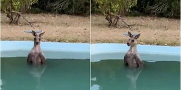 Video: un canguro se arrojó a una pileta para huir de los incendios en Australia