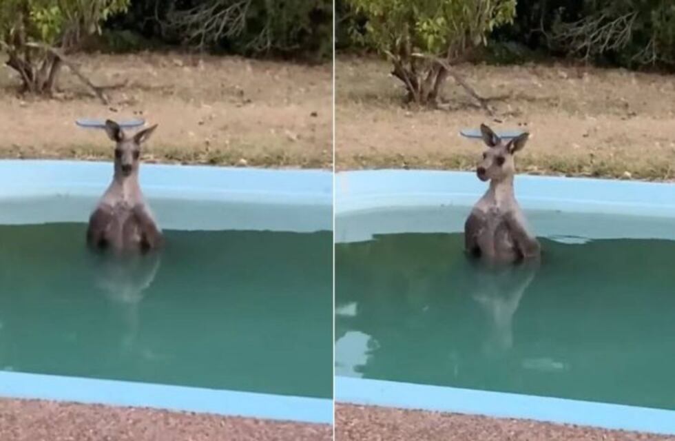 Video: un canguro se arrojó a una pileta para huir de los incendios en Australia