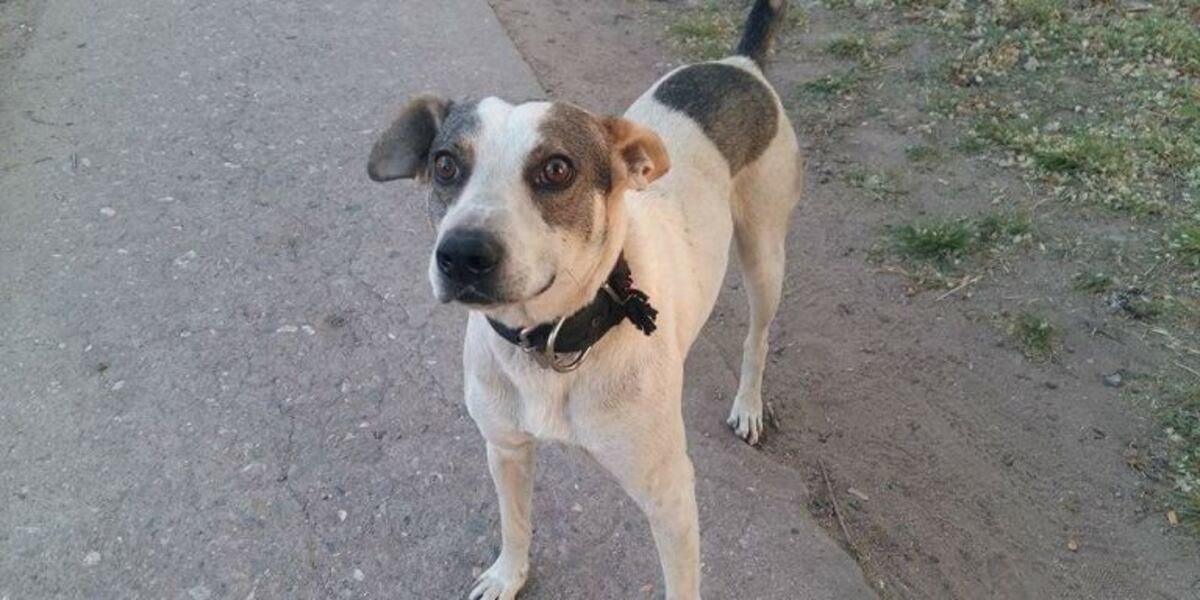 Milo fue el perro al cual le dieron muerte y que generó indignación entre los vecinos de Caroya\u002E